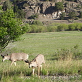 Cerfs mulets entre Ridgway et Dolorès