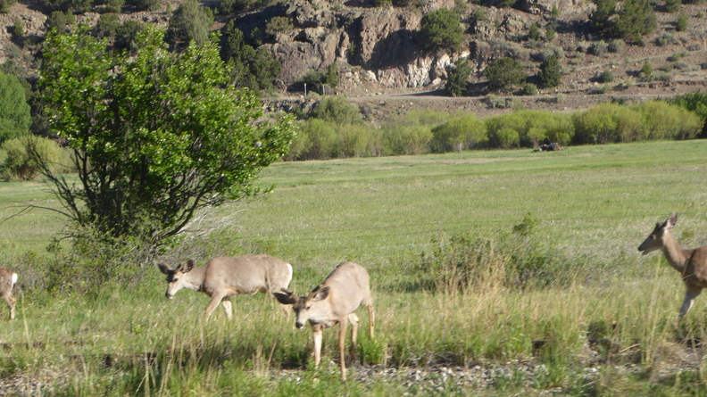 mule-deers.JPG