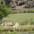 Cerfs mulets entre Ridgway et Dolorès